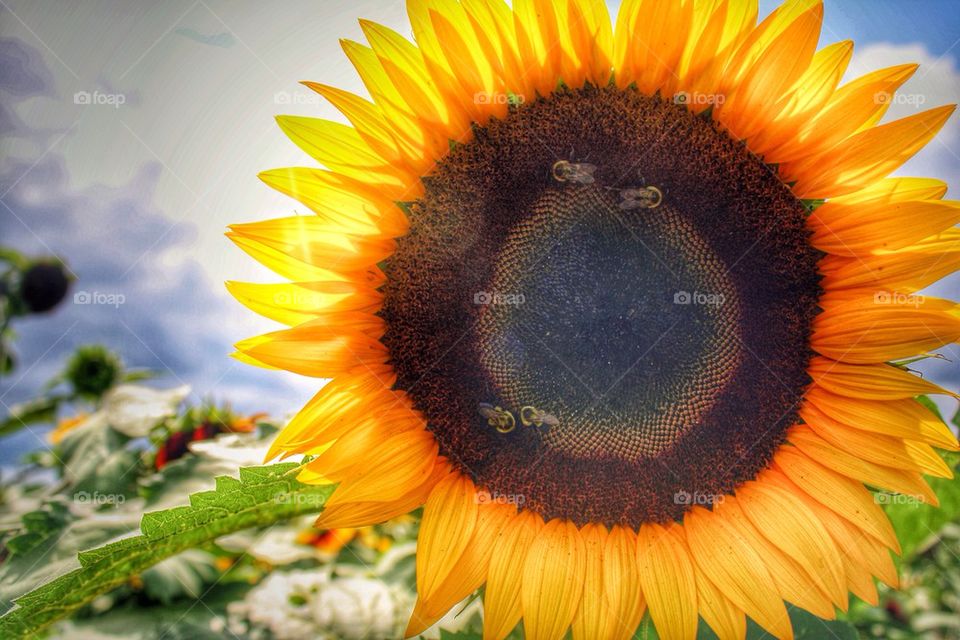 Sunflower