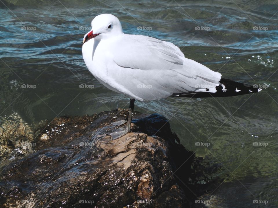 Bird on the rocks 