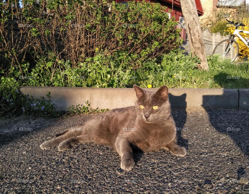 cat beautiful portrait relaxing, mobile photography