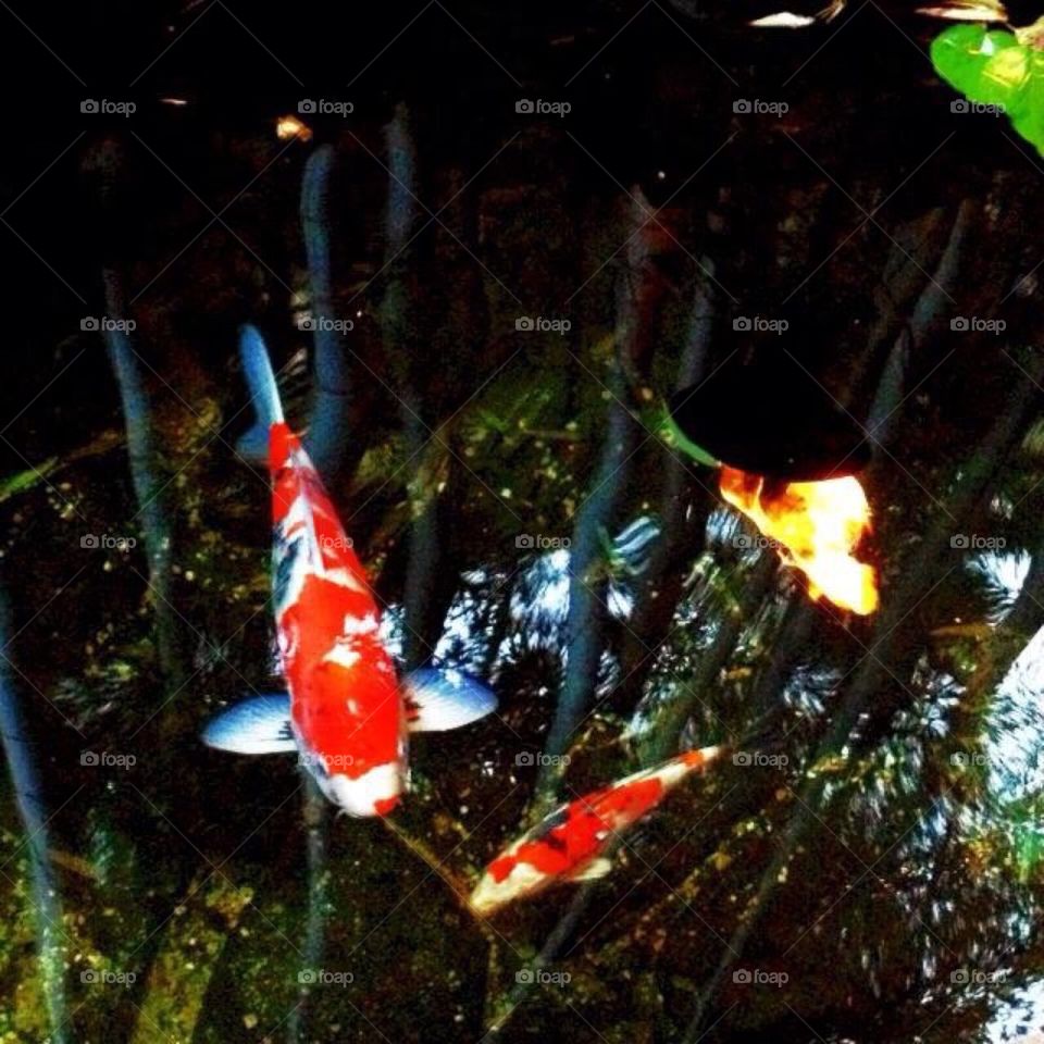 KOI
