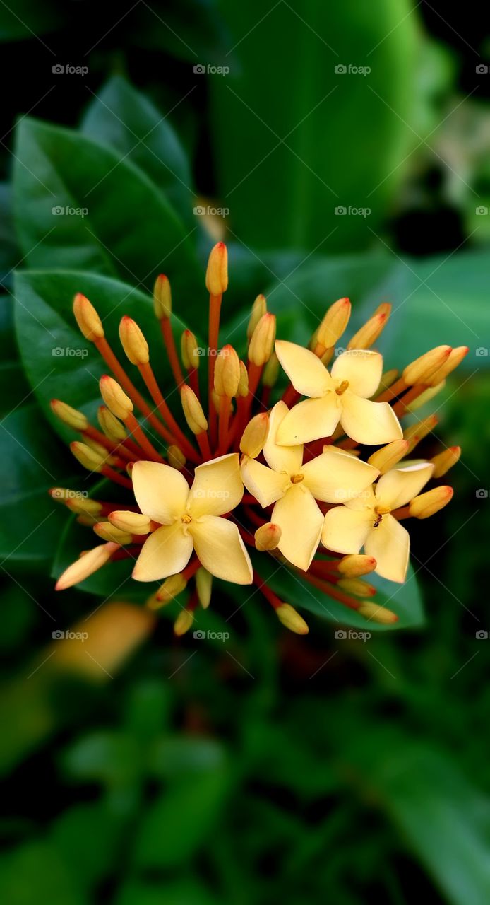 Ixora coccinea is a species of flowering plant in the family Rubiaceae