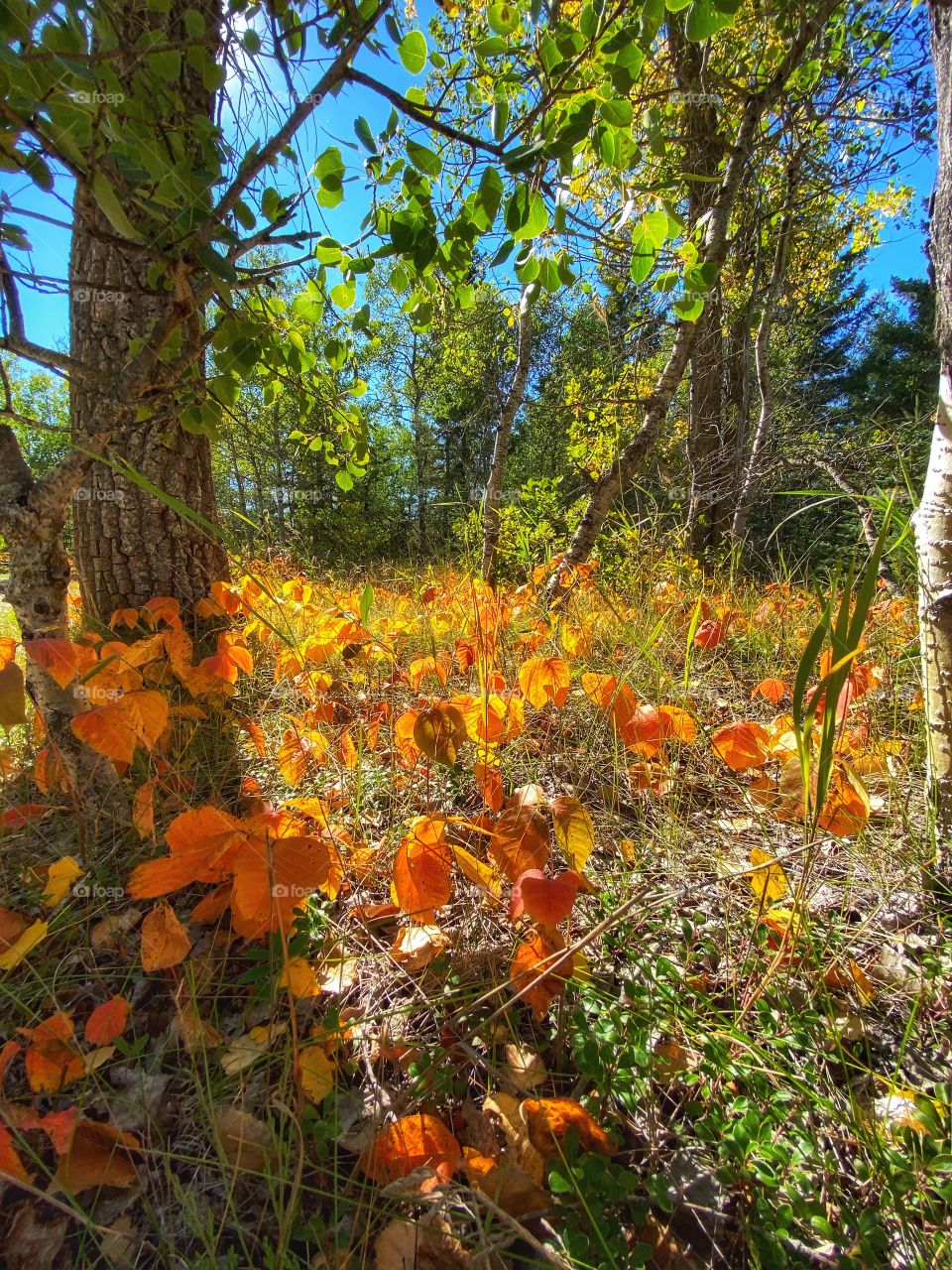 Autumn in the park