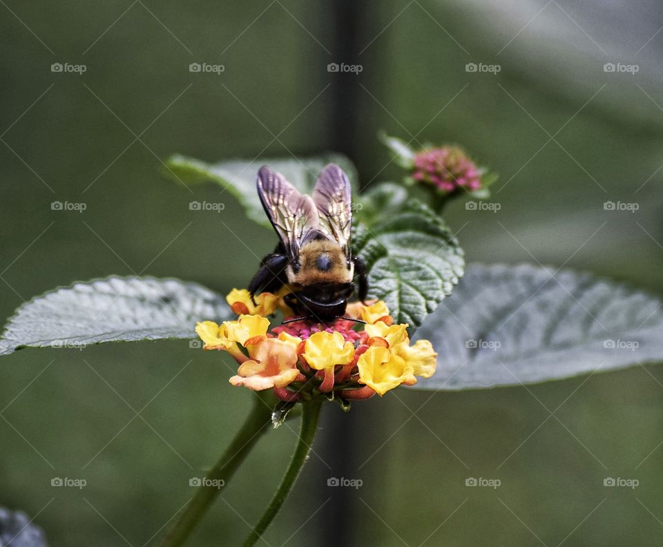 Bee on garden flower