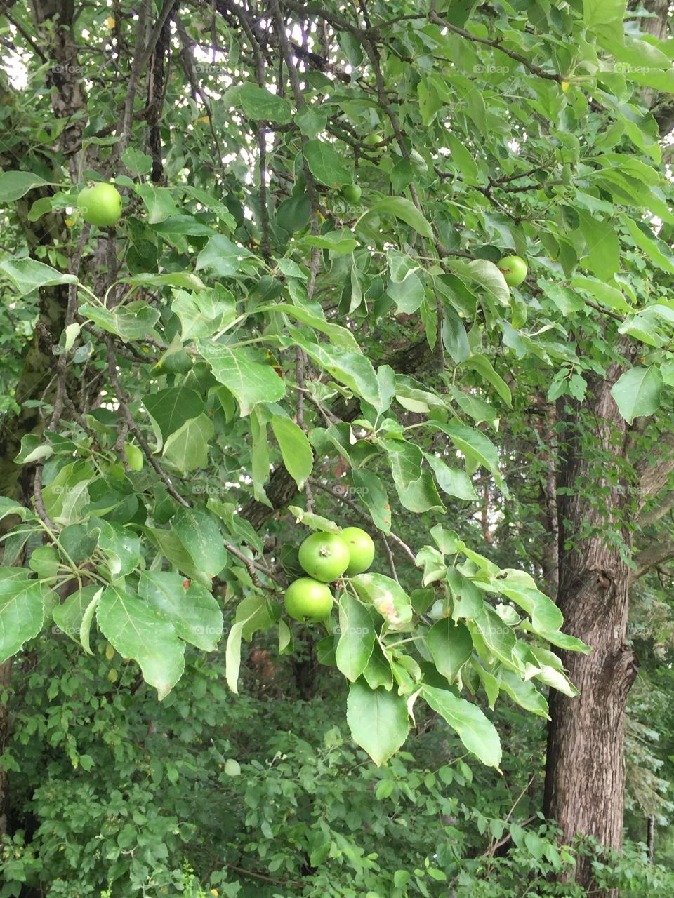 Apples are growing 