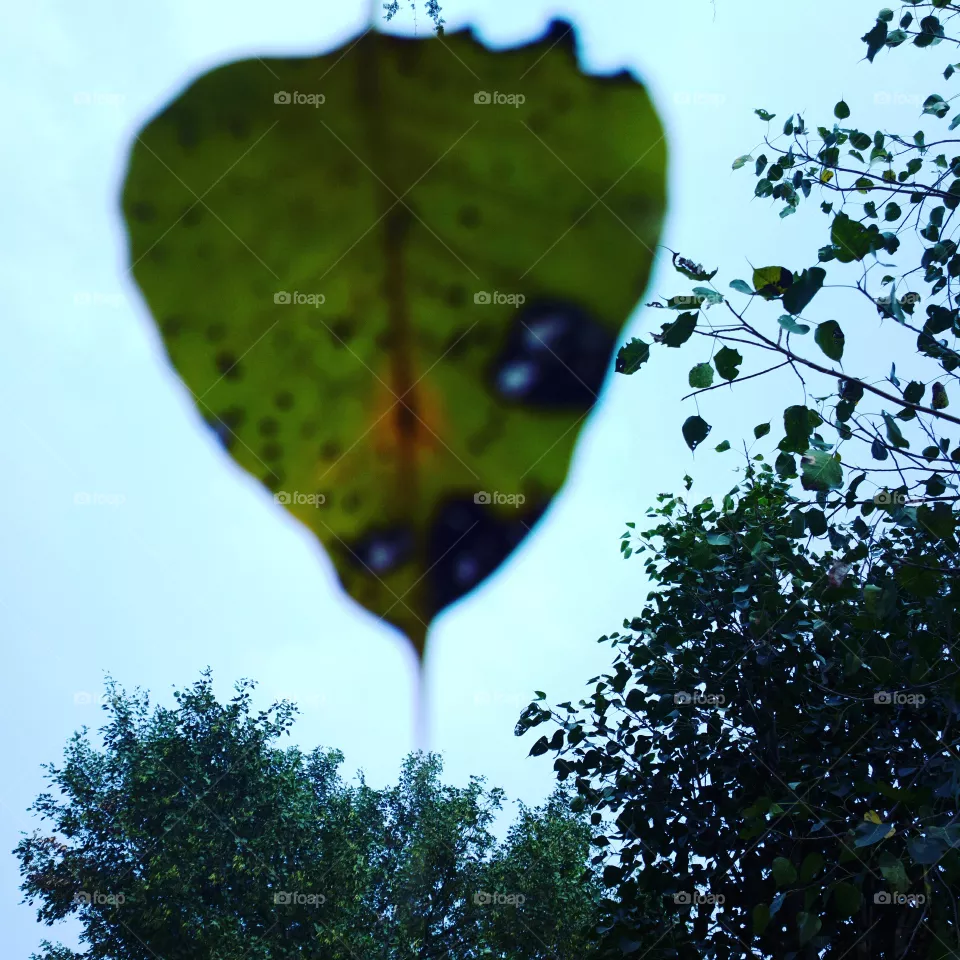 leaves