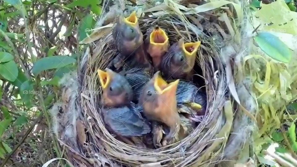 Baby birds in the nest