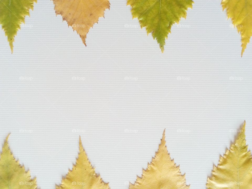 pattern from leaves and beautiful color