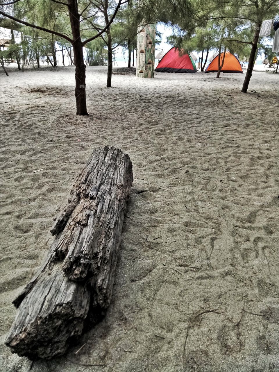 Camp Drift Wood