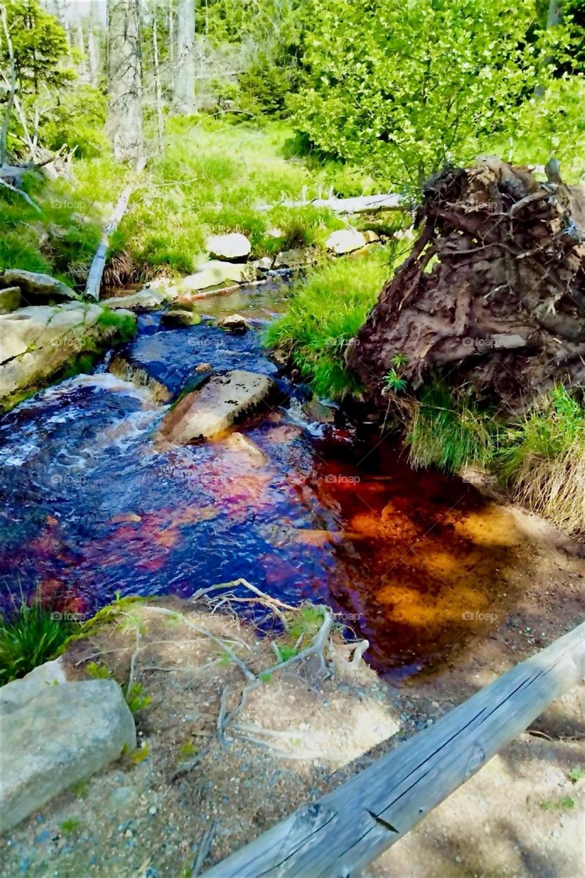 This is a trail in „Harz National Park“ by the „Oderteich“, a reservoir built in the 1700s near „St Andreasberg“ in „Harz“, „Saxony-Anhalt“ in former „East Germany“. The water is iron rich evidenced by its reddish color. 2024. Hypnotic Productions
