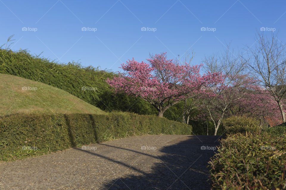 Flowering of the cherry trees