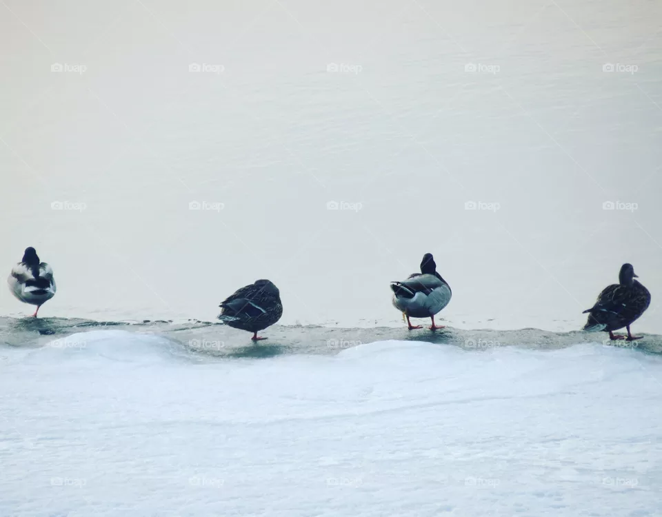 Waiting for Spring