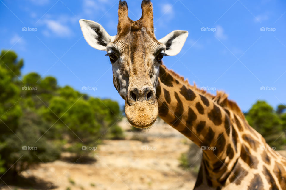 Giraffe 