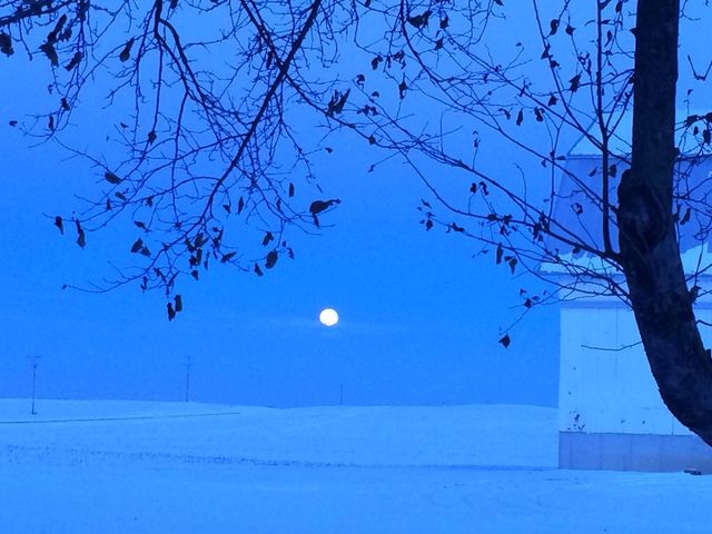 Barnyard by moonlight