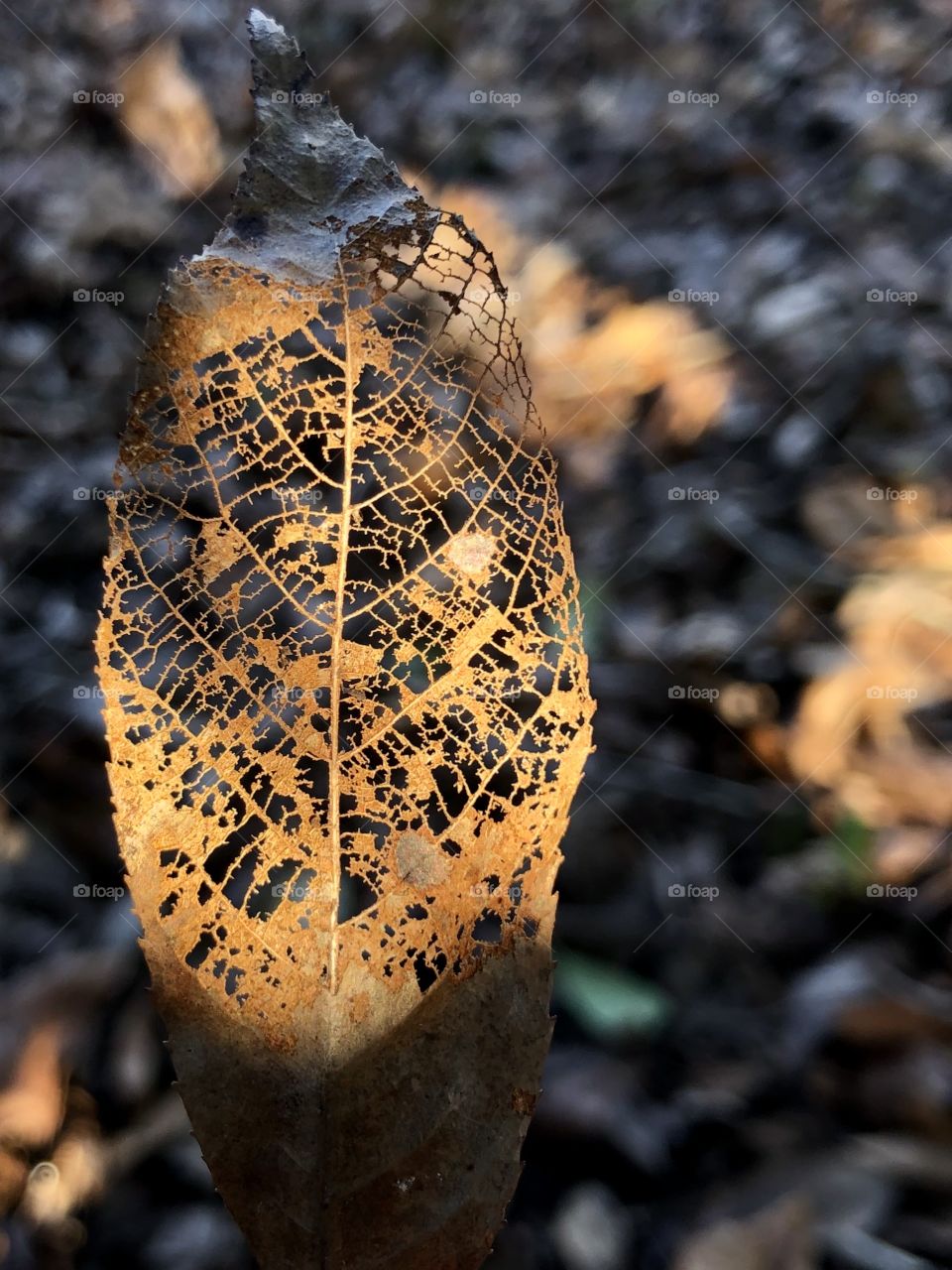 Delicate structure of decaying leaf in sun and shadows 