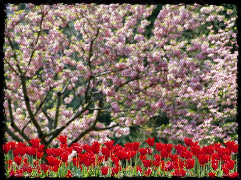 Spring Blossoms . a stroll through a local Metropark