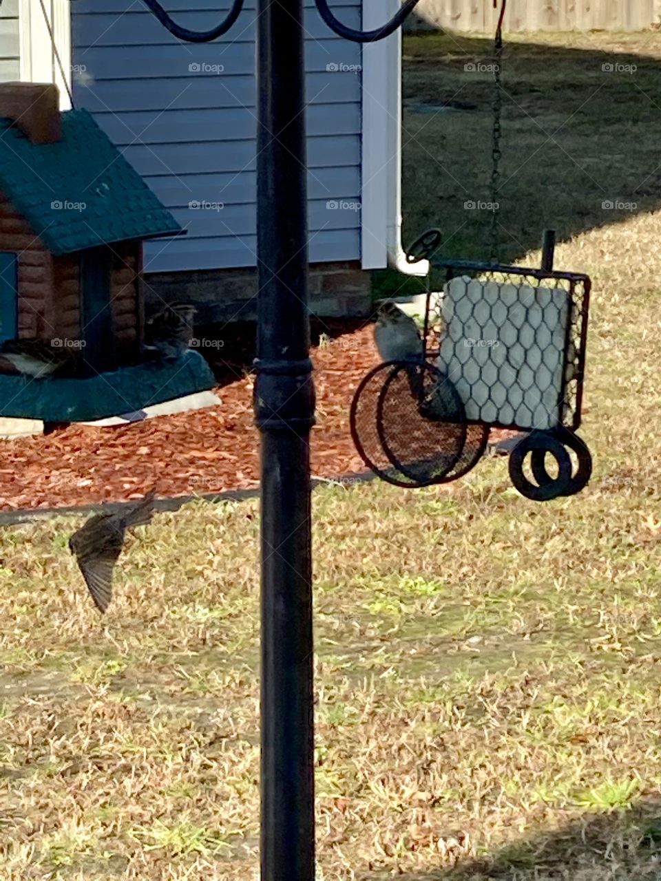 Bird flying away from bird feeder