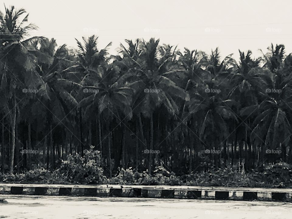 Kerala- A city surrounded by Coconut Trees ! 
