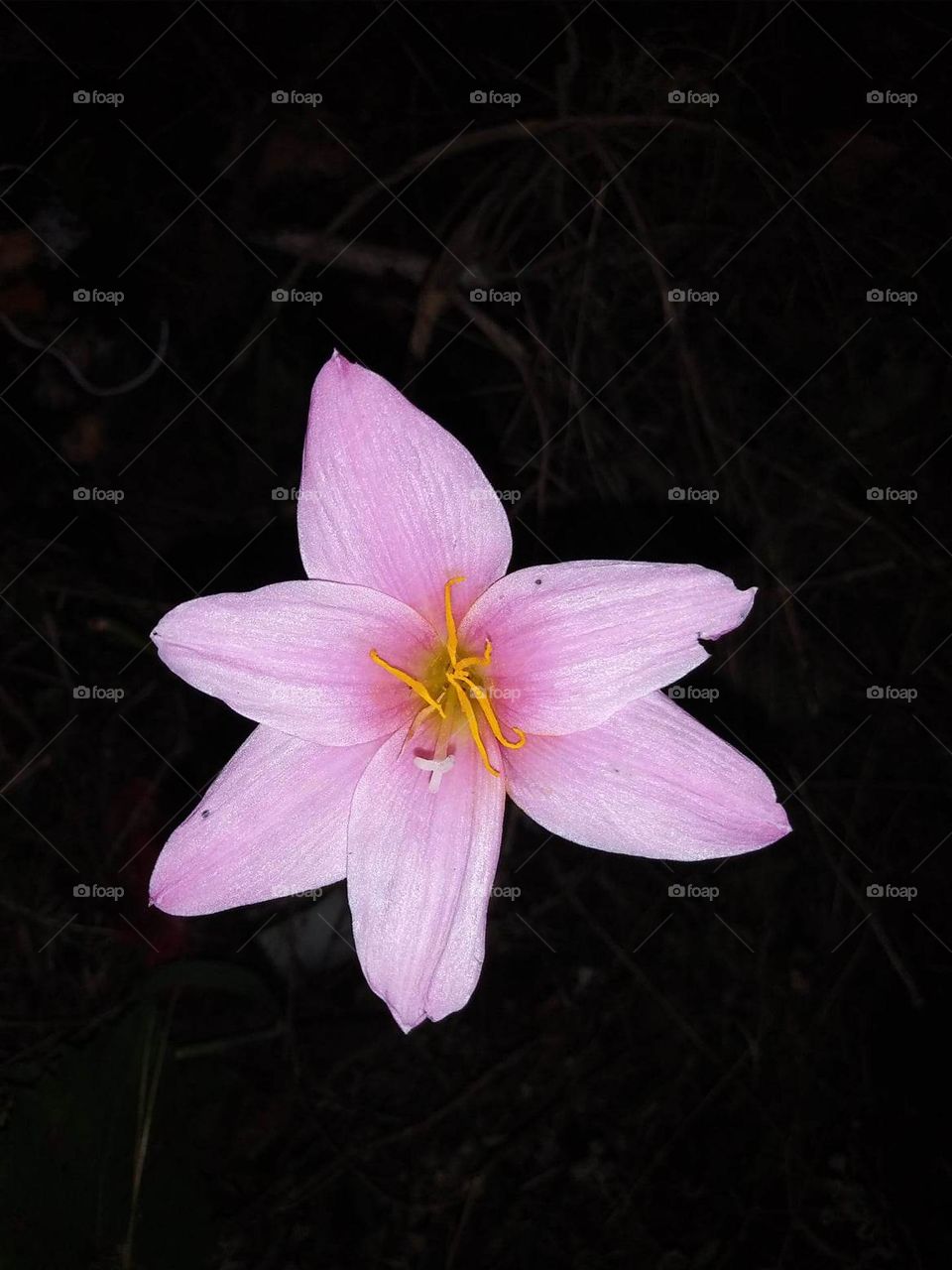 flower from Texas