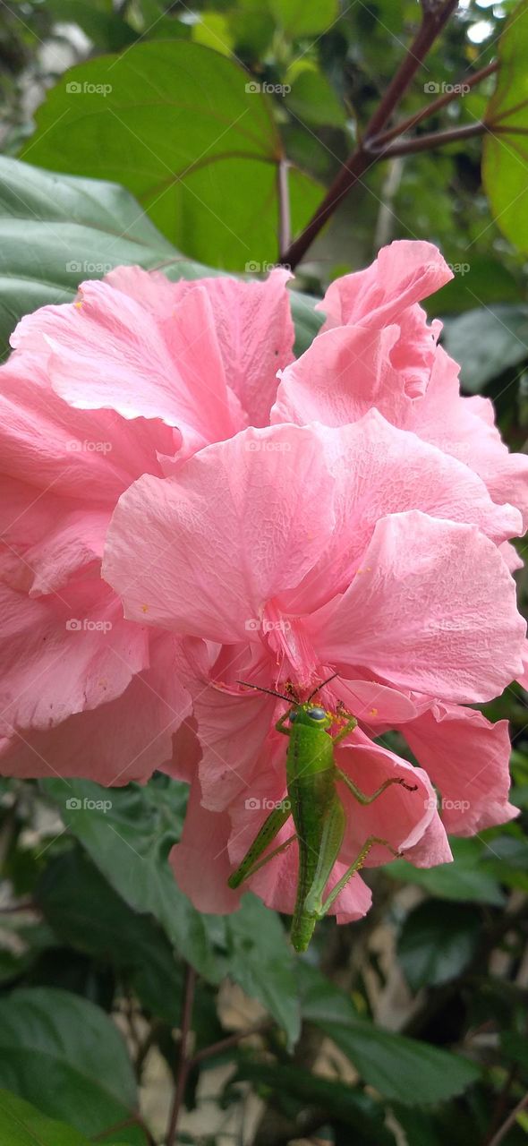A small grasshopper perched on a hibiscus flower
