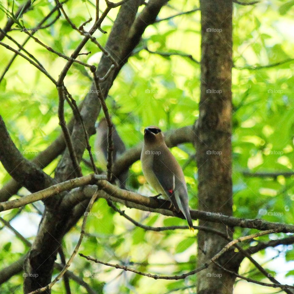 Cedar waxwings 