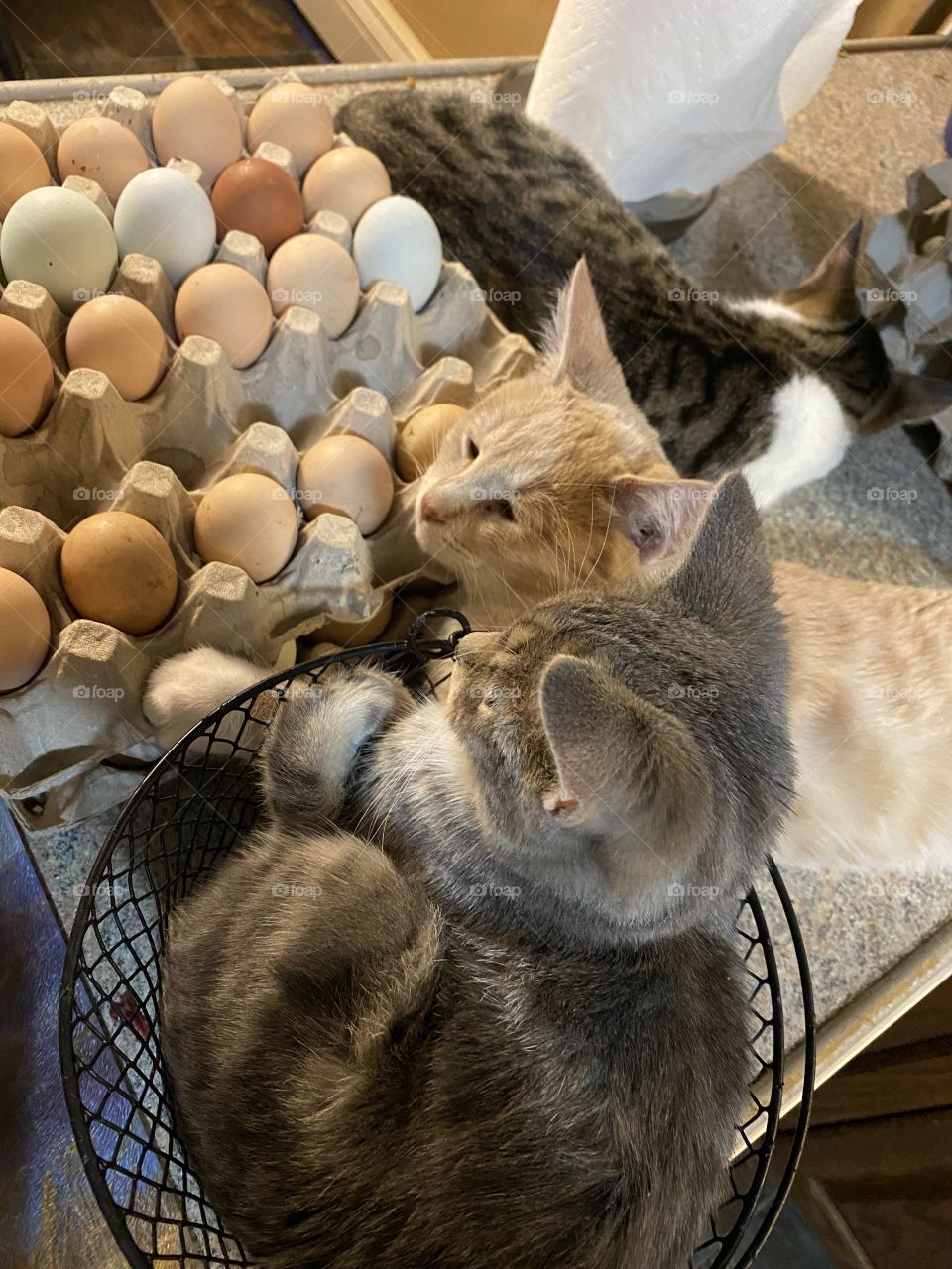 Kitten in Egg basket 