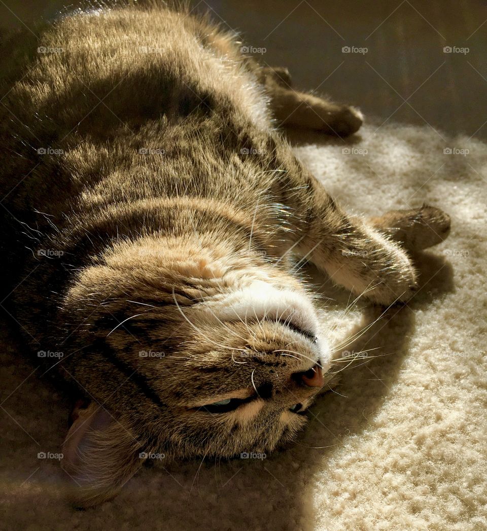 Sammy in sunlight smiling