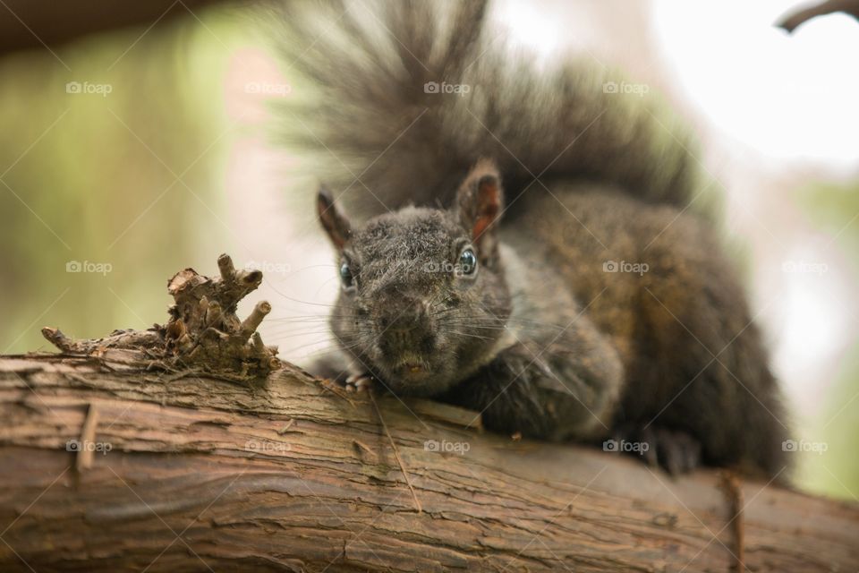 Wood, Mammal, Nature, Wildlife, Tree