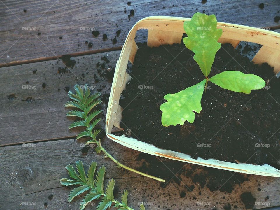 spring seedling of a young oak tree