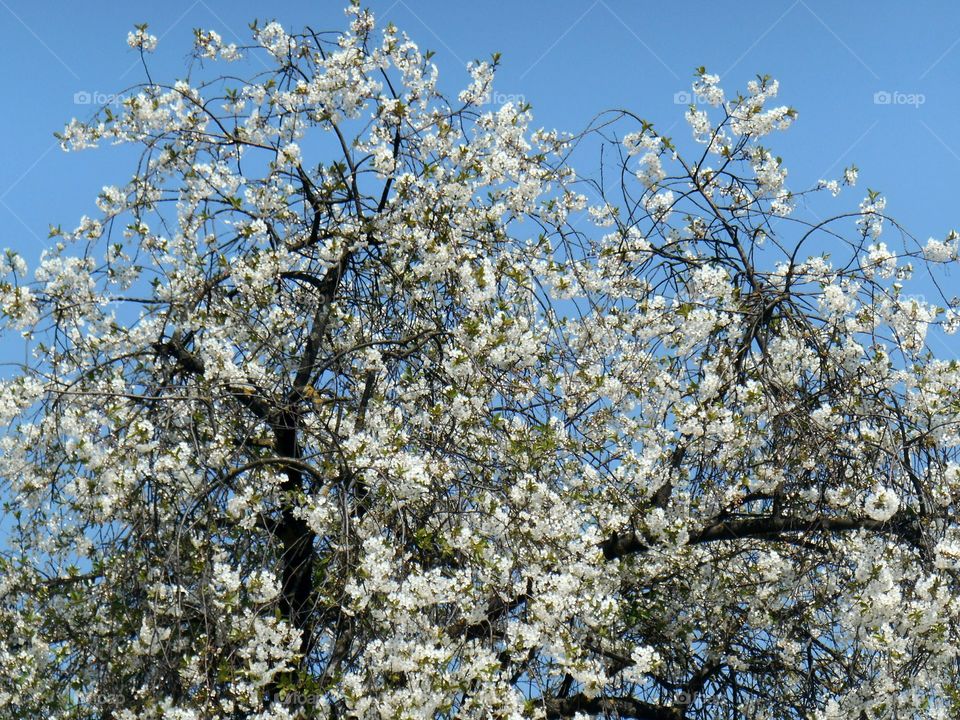 Tree, Cherry, Branch, Season, Flower