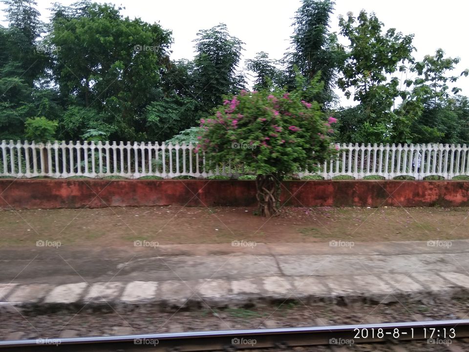 flower tree at rail station