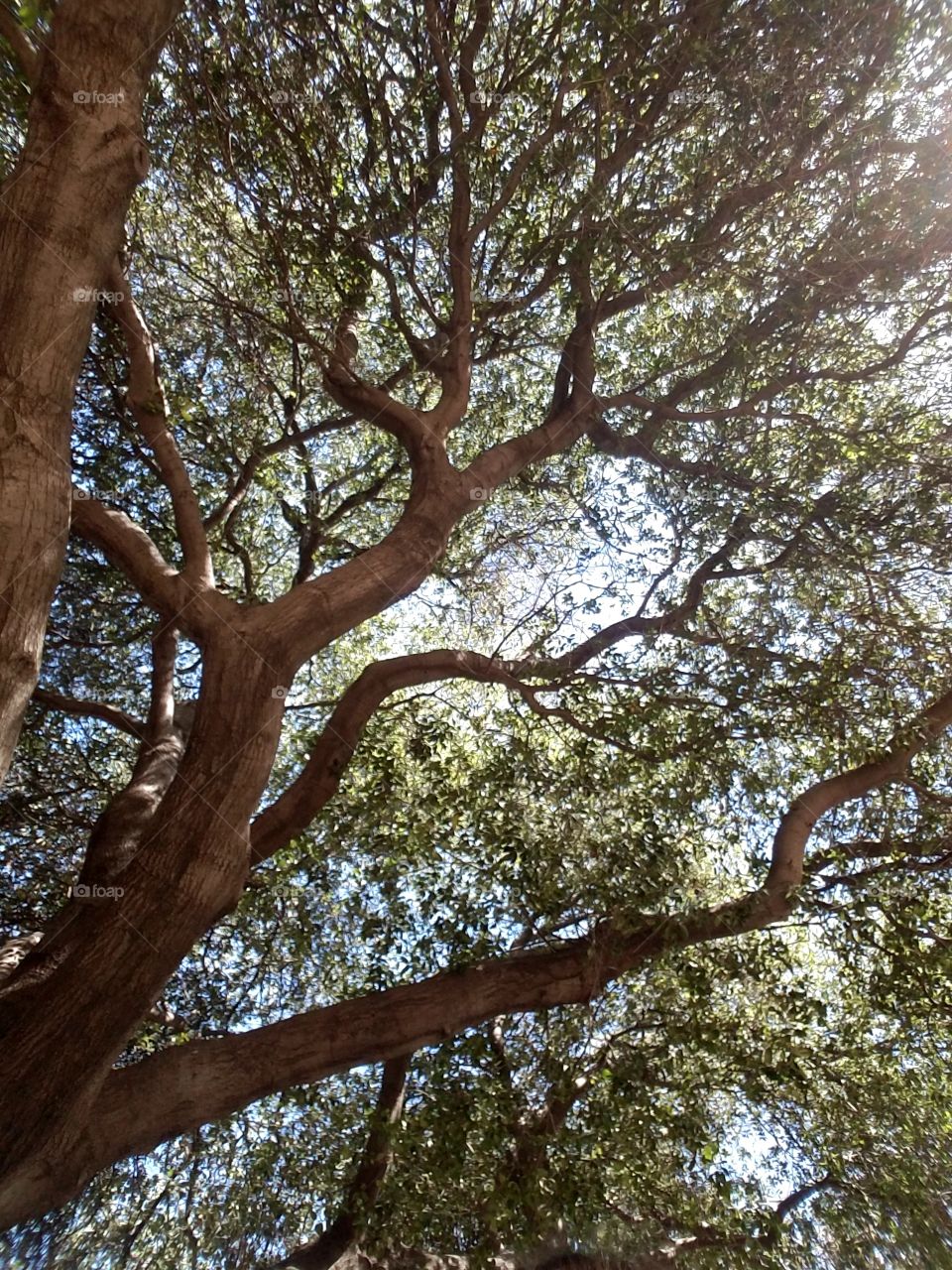 Light Shining Through Tree Branches