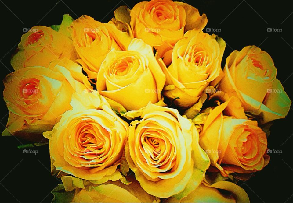 Yellow roses