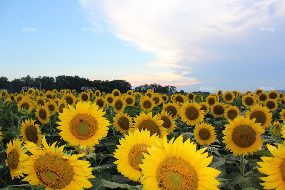 A beautiful sunflower field with bees collecting pollen and the sun is slowly setting in the distance.