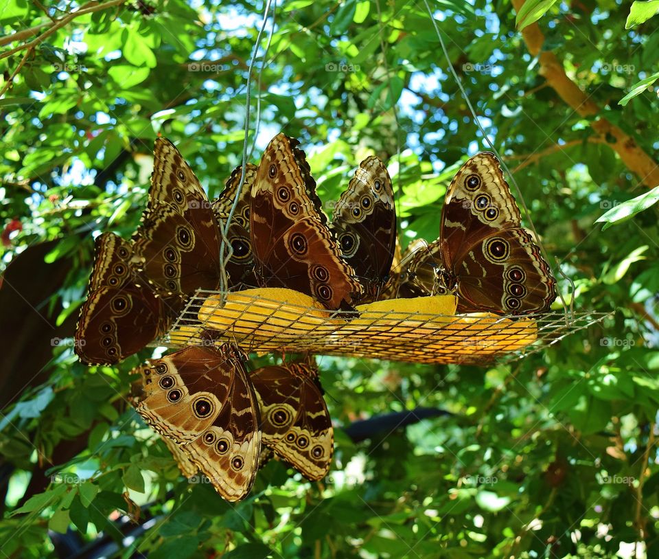 Low angle view of butterfly