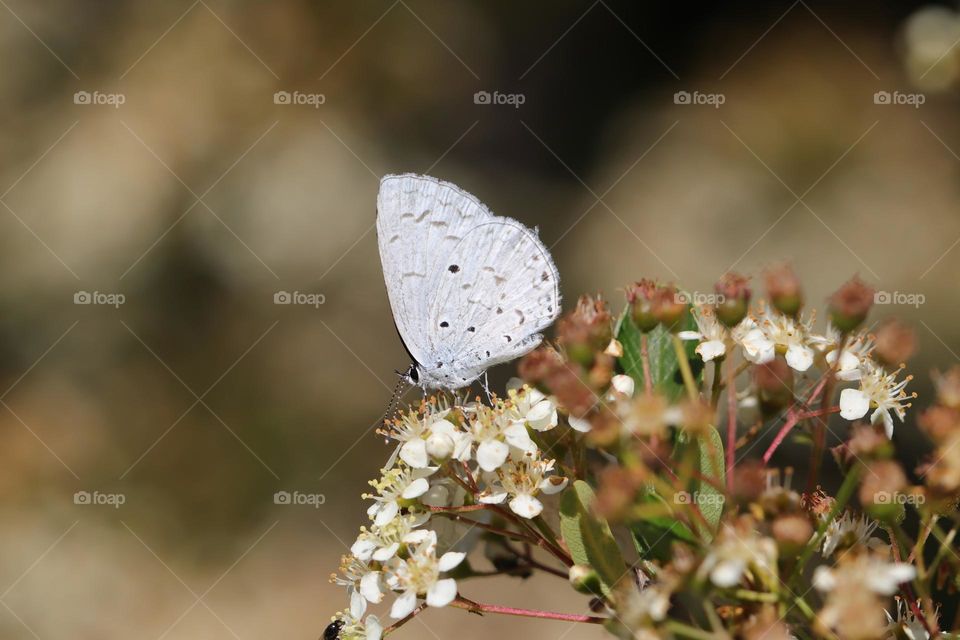 Beautiful and cute butterfly