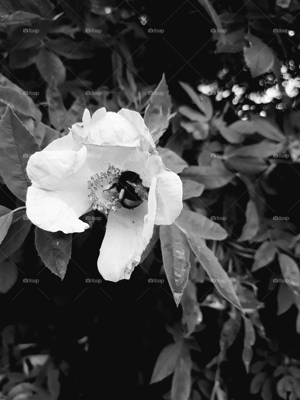 black and white bee in flower