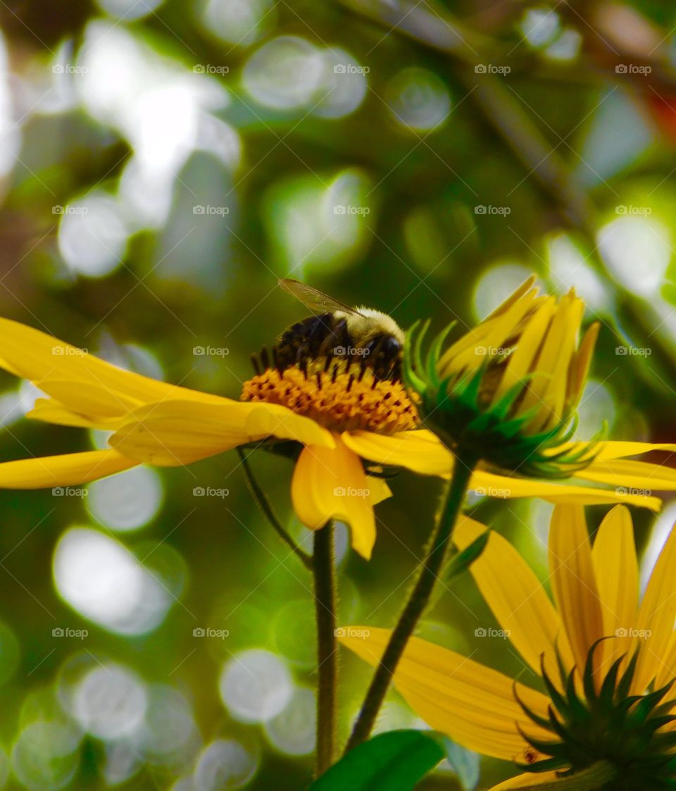 yellow daisy and yellow bumble bee