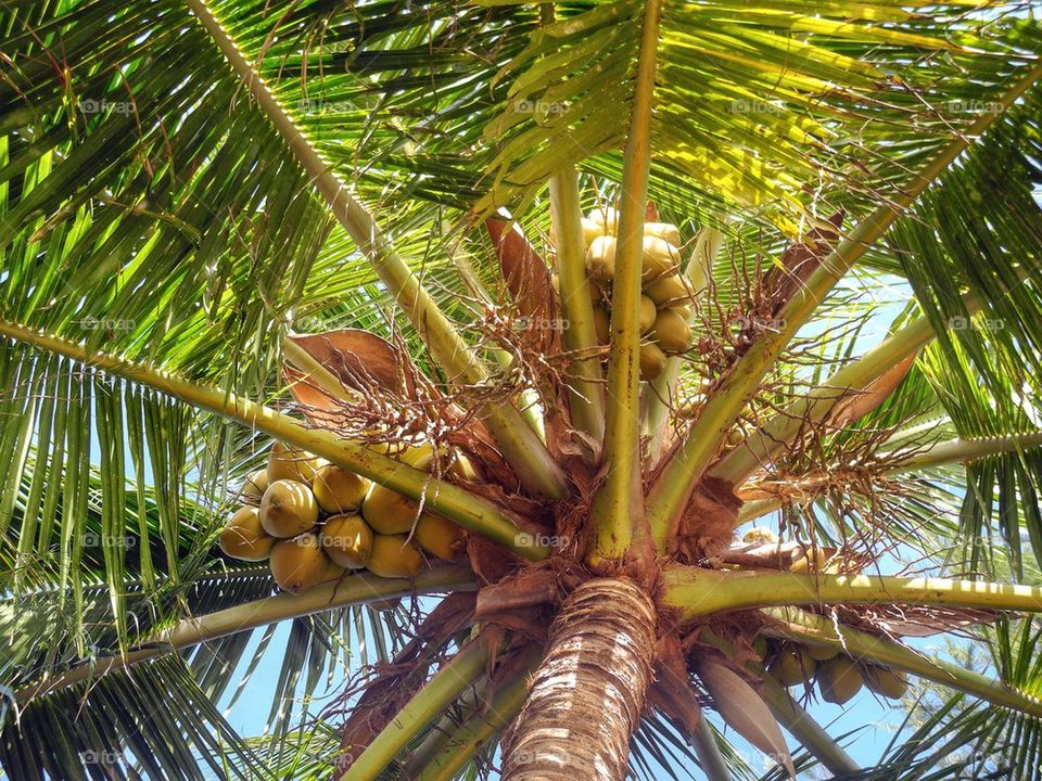 Coconut palm. 