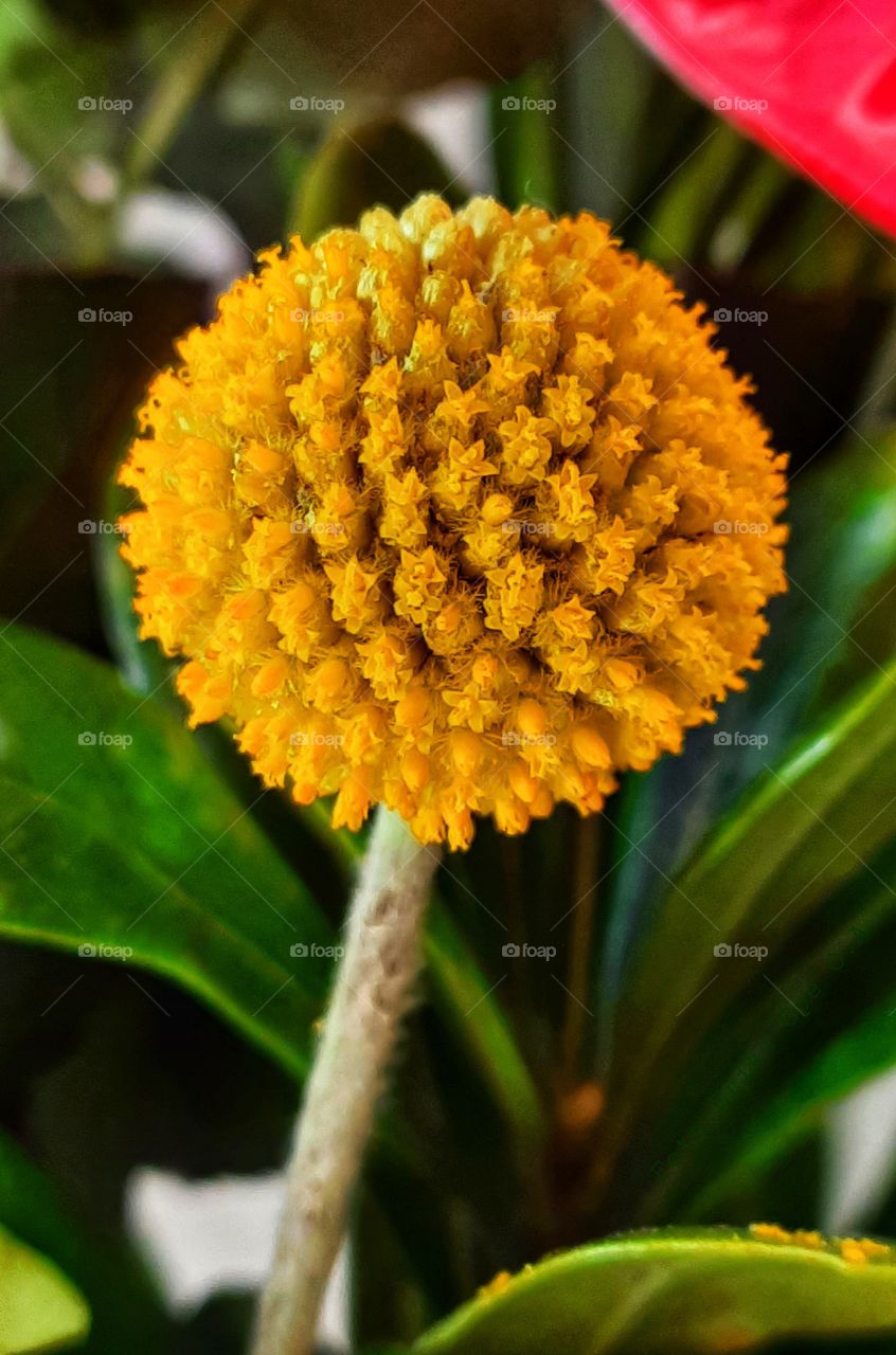 Yellow flower  and green leaf,Yellow,flower,Green,leaf,leaves,colorful,landscape,nature,decoration,floral,season,spring summer