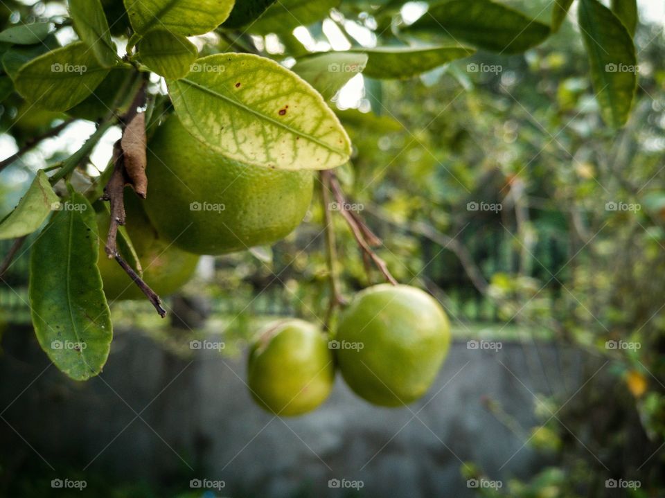 Citrus fruits are always refreshing!