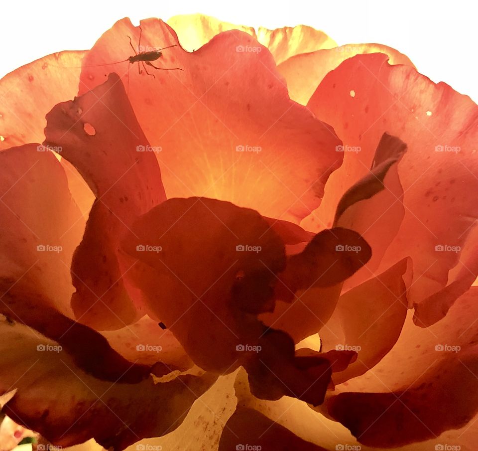 Red orange rose flower closeup on white background, backlight effect 