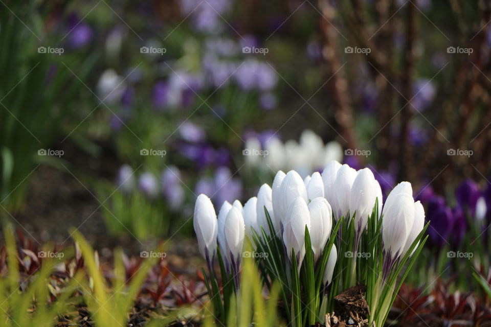 You know spring is nearing ....when first crocuses start appearing all around the neighborhood 