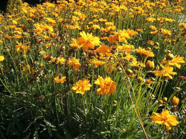 yellow flower
