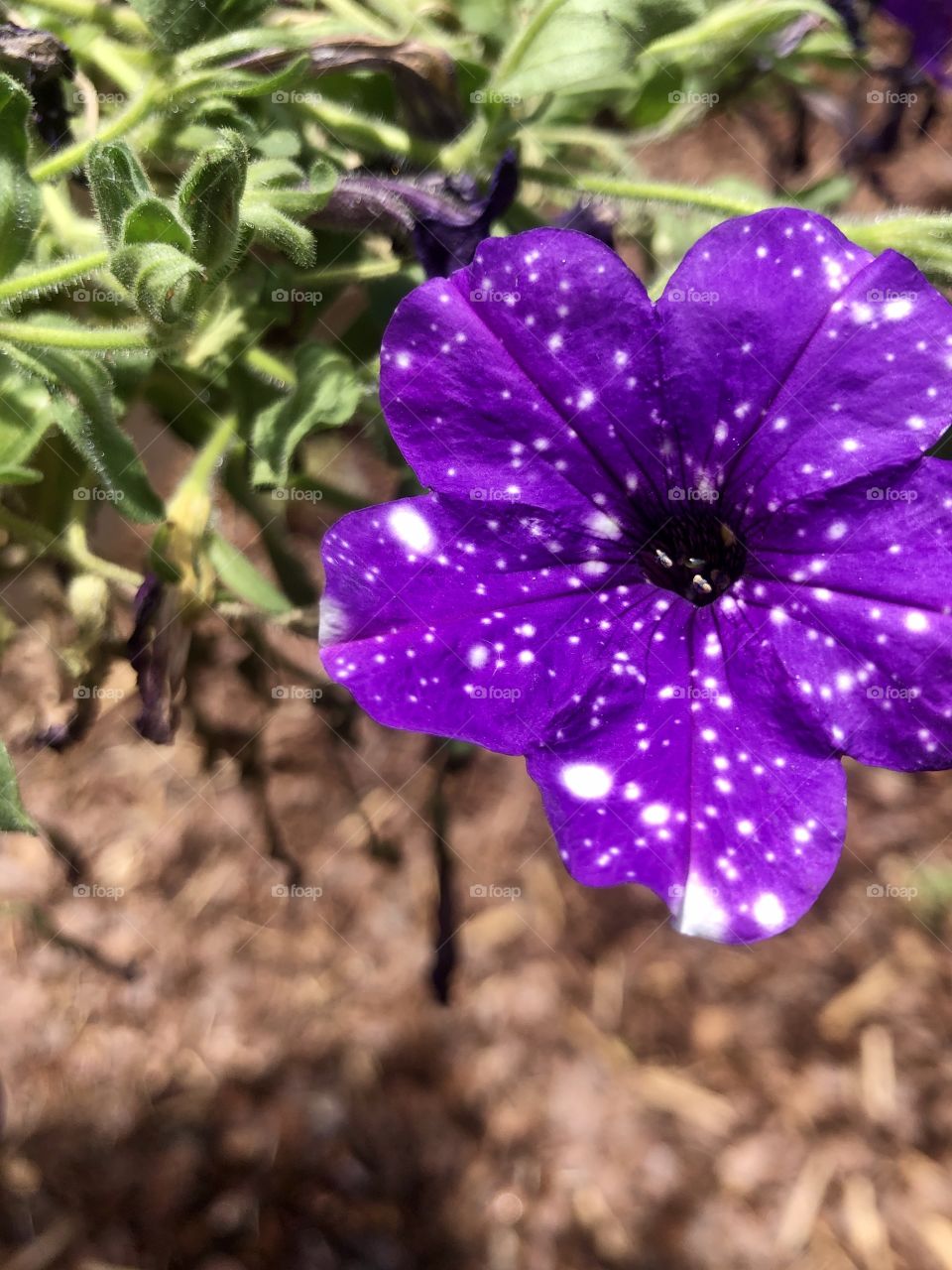 Bright purple petunia in hanging basket 