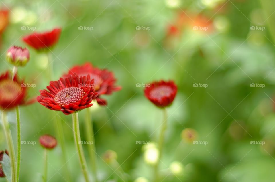 Red autumn flower