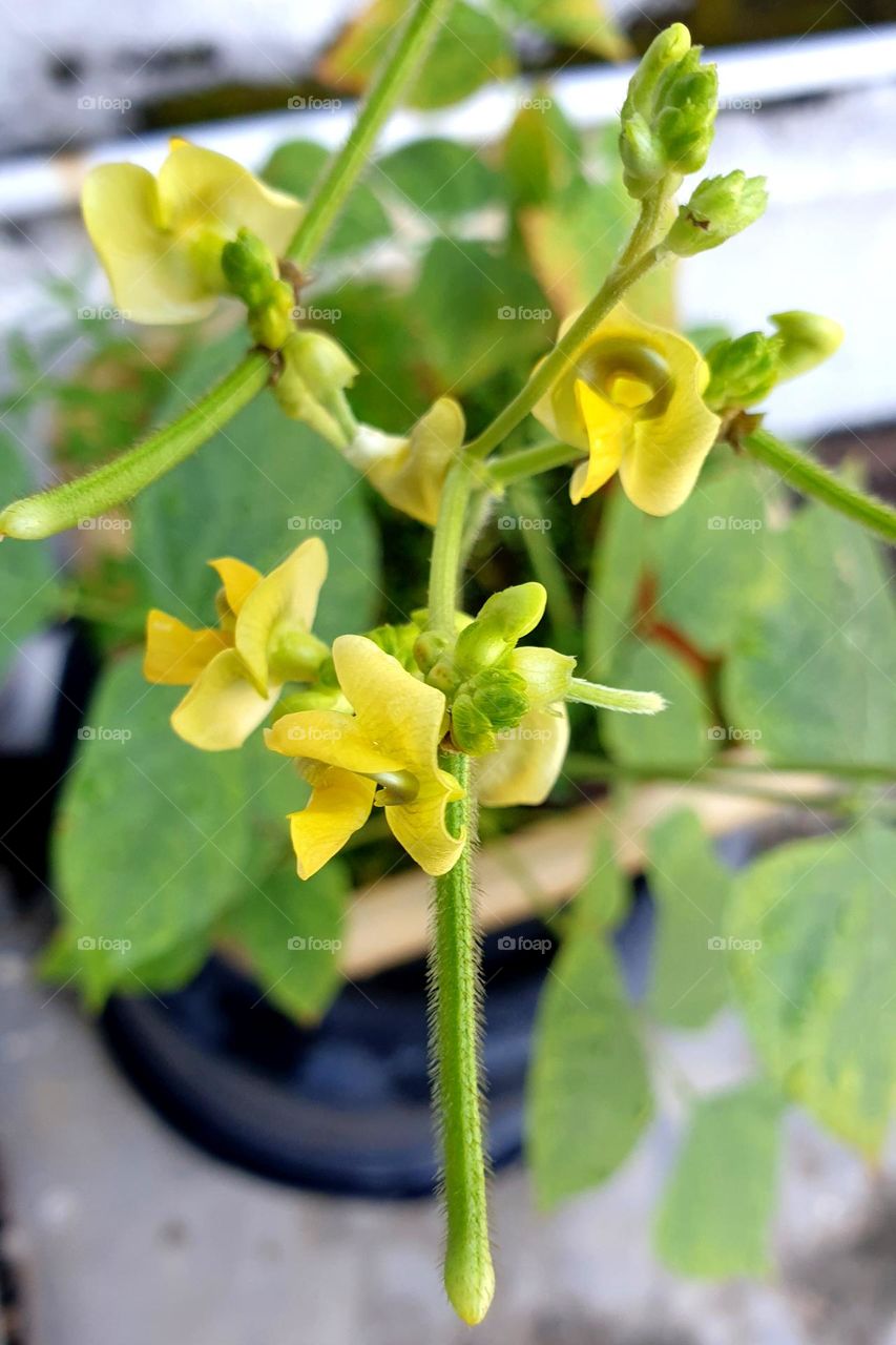 close up plants