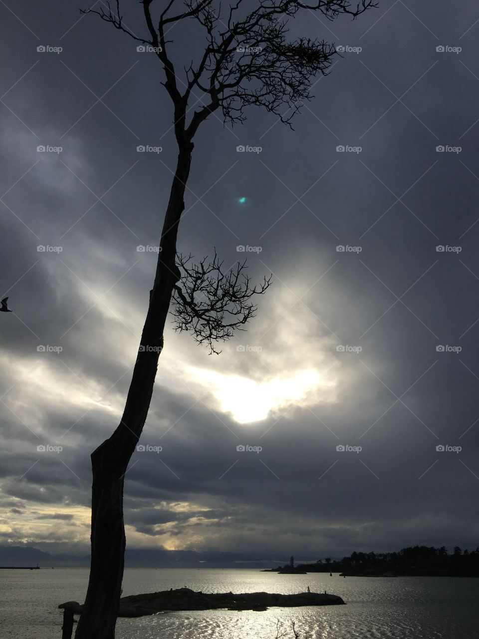 Silhouette of a tree