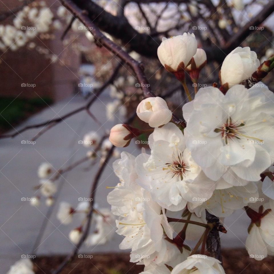 Spring is a bloomin'