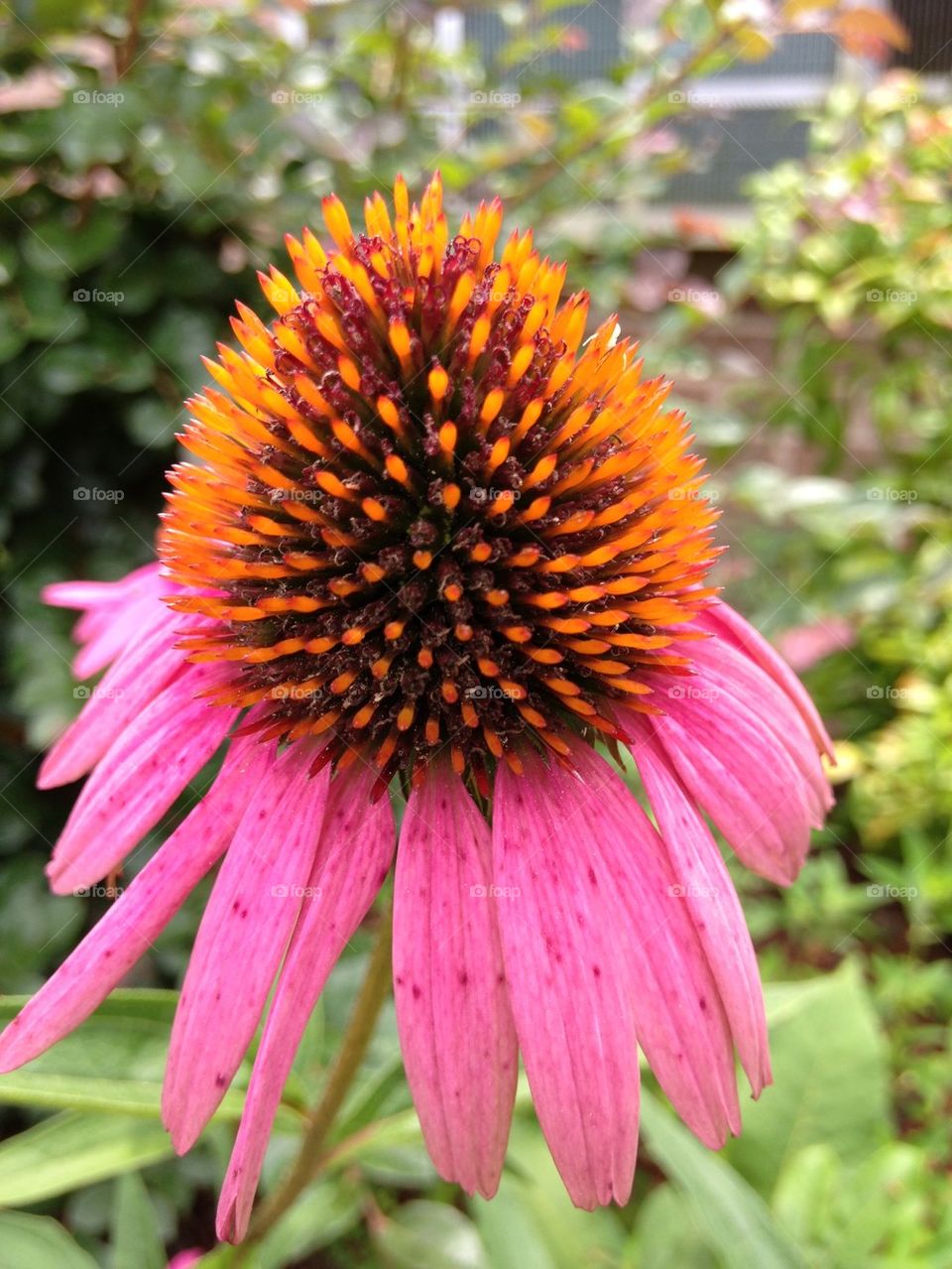 Pink corn flower