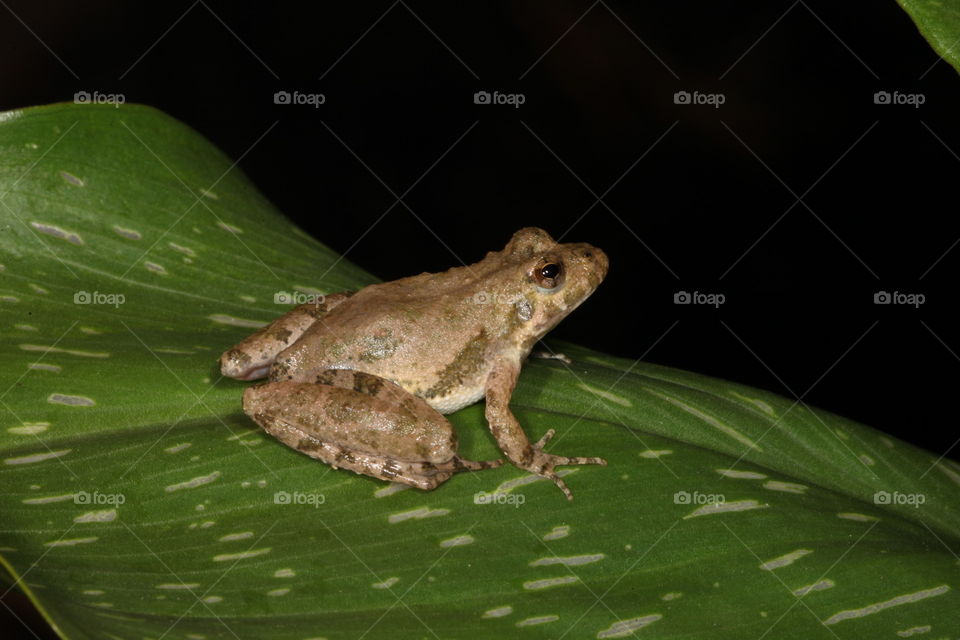 Cricket frog on a plant. This is a macro photograph of a Cricket Frog on a green plant leaf.